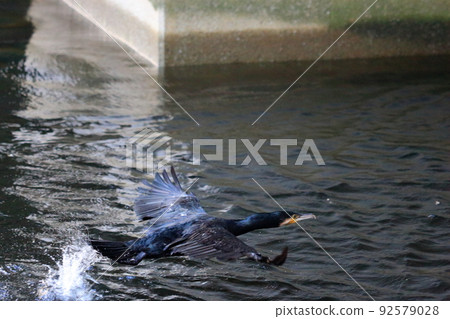 A Japanese Cormorant flying above a canal in Tokyo Bay A Japanese Cormorant flying above a canal in Tokyo Bay 92579028