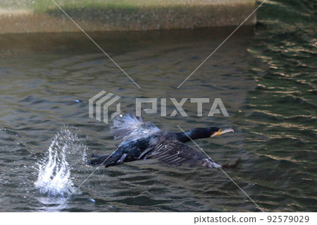 A Japanese Cormorant flying above a canal in Tokyo Bay A Japanese Cormorant flying above a canal in Tokyo Bay 92579029