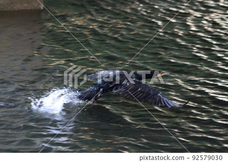 A Japanese Cormorant flying above a canal in Tokyo Bay A Japanese Cormorant flying above a canal in Tokyo Bay 92579030