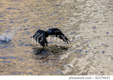 A Japanese Cormorant flying above a canal in Tokyo Bay A Japanese Cormorant flying above a canal in Tokyo Bay 92579031