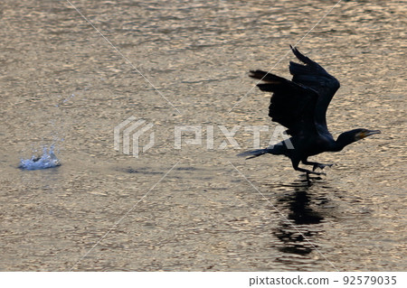 A Japanese Cormorant flying above a canal in Tokyo Bay A Japanese Cormorant flying above a canal in Tokyo Bay 92579035