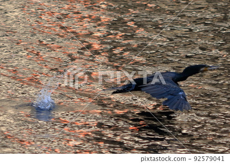 A Japanese Cormorant flying above a canal in Tokyo Bay 92579041