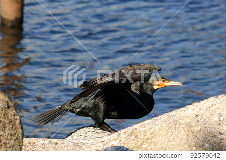A Japanese Cormorant on a breakwater in Tokyo Bay A Japanese Cormorant on a breakwater in Tokyo Bay 92579042