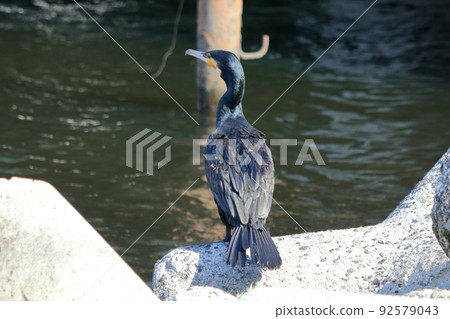 A Japanese Cormorant on a breakwater in Tokyo Bay A Japanese Cormorant on a breakwater in Tokyo Bay 92579043