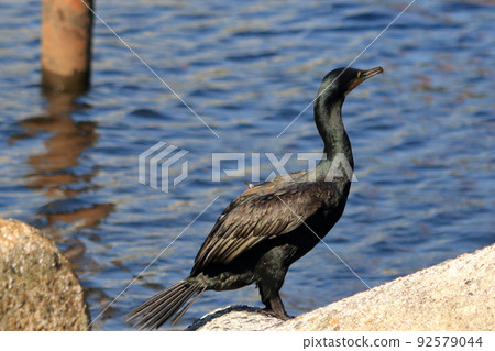 A Japanese Cormorant on a breakwater in Tokyo Bay A Japanese Cormorant on a breakwater in Tokyo Bay 92579044