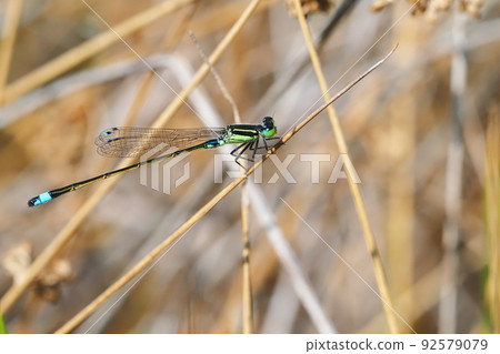 Ao montitonbo 92579079