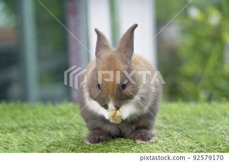 Fluffy little rabbit bunny standing on own leg green grass in spring summer background. Infant bunny 92579170