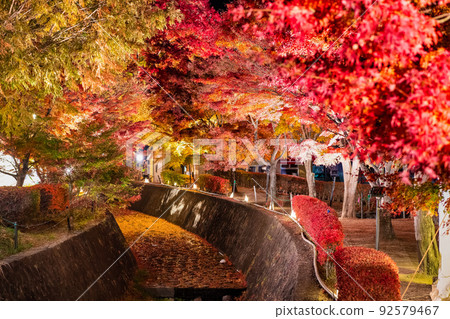 Maple Corridor, Lake Kawaguchi, Yamanashi Prefecture-Lighted up- 92579467