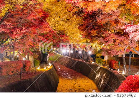 Maple Corridor, Lake Kawaguchi, Yamanashi Prefecture-Lighted up- 92579468