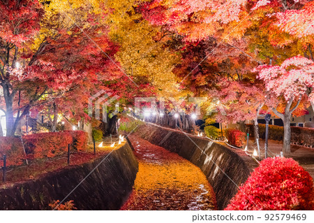 Maple Corridor, Lake Kawaguchi, Yamanashi Prefecture-Lighted up- 92579469