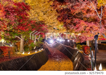 Maple Corridor, Lake Kawaguchi, Yamanashi Prefecture-Lighted up- 92579470