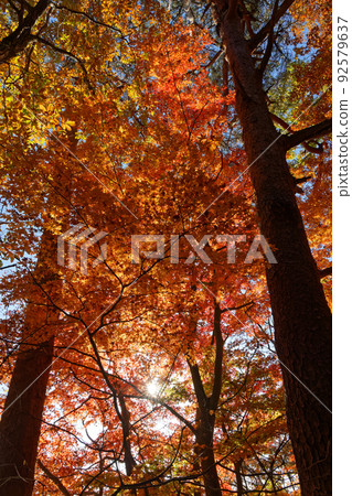 大月市高川山的紅葉 大月市高川山的紅葉 92579637