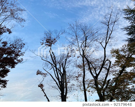 A landscape with a beautiful silhouette of trees A landscape with a beautiful silhouette of trees 92579648