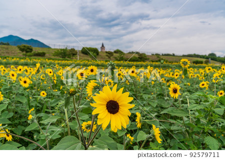  [Yamanashi Prefecture] Sunflower field in Akeno 92579711