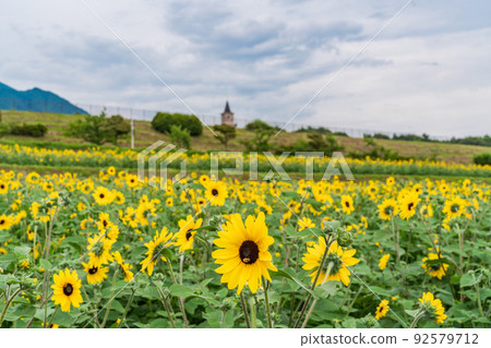  [Yamanashi Prefecture] Sunflower field in Akeno 92579712
