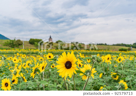  [Yamanashi Prefecture] Sunflower field in Akeno 92579713
