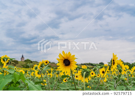  [Yamanashi Prefecture] Sunflower field in Akeno 92579715