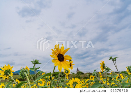  [Yamanashi Prefecture] Sunflower field in Akeno 92579716