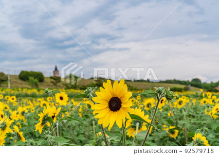  [Yamanashi Prefecture] Sunflower field in Akeno 92579718
