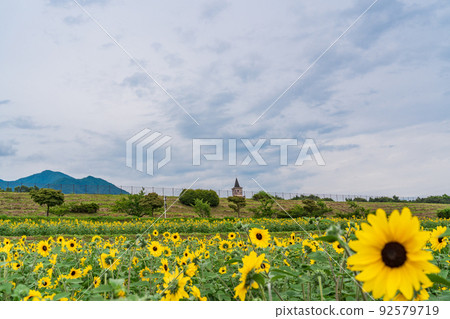  [Yamanashi Prefecture] Sunflower field in Akeno 92579719
