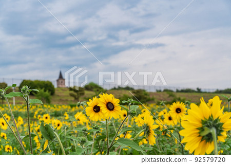  [Yamanashi Prefecture] Sunflower field in Akeno 92579720