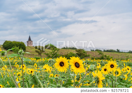  [Yamanashi Prefecture] Sunflower field in Akeno 92579721