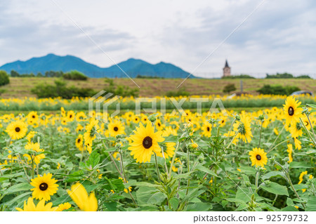  [Yamanashi Prefecture] Sunflower field in Akeno 92579732