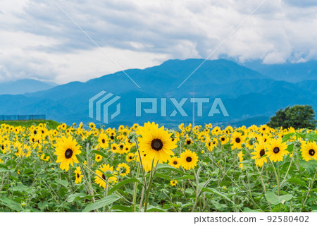  [Yamanashi Prefecture] Sunflower field in Akeno 92580402