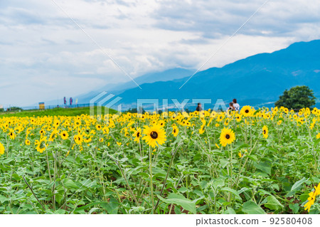  [Yamanashi Prefecture] Sunflower field in Akeno 92580408
