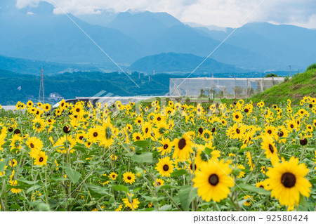  [Yamanashi Prefecture] Sunflower field in Akeno 92580424