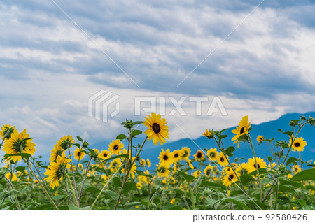  [Yamanashi Prefecture] Sunflower field in Akeno 92580426