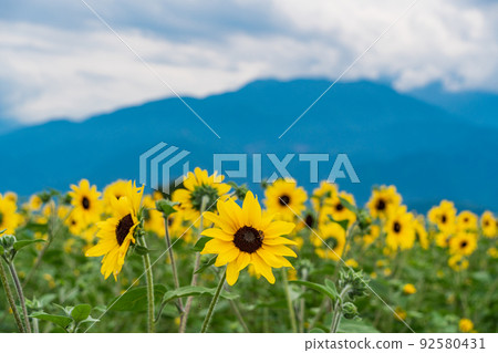  [Yamanashi Prefecture] Sunflower field in Akeno 92580431