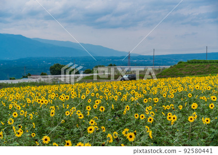  [Yamanashi Prefecture] Sunflower field in Akeno 92580441