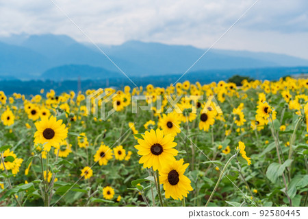  [Yamanashi Prefecture] Sunflower field in Akeno 92580445
