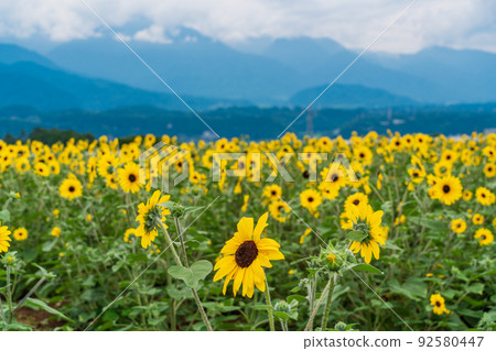  [Yamanashi Prefecture] Sunflower field in Akeno 92580447