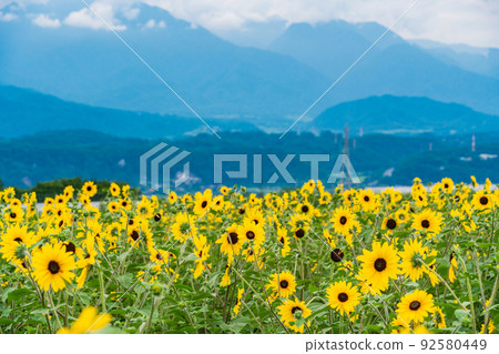  [Yamanashi Prefecture] Sunflower field in Akeno 92580449
