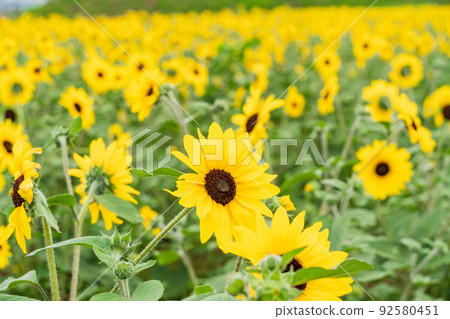  [Yamanashi Prefecture] Sunflower field in Akeno 92580451