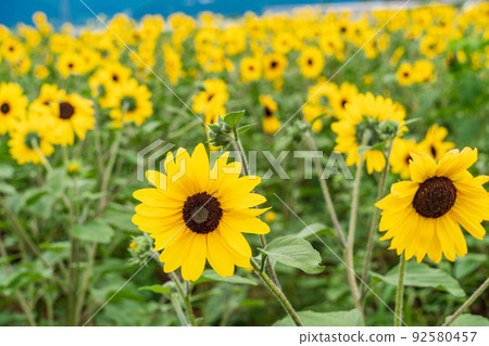  [Yamanashi Prefecture] Sunflower field in Akeno 92580457