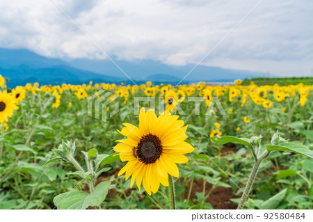  [Yamanashi Prefecture] Sunflower field in Akeno 92580484
