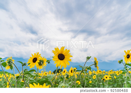  [Yamanashi Prefecture] Sunflower field in Akeno 92580488