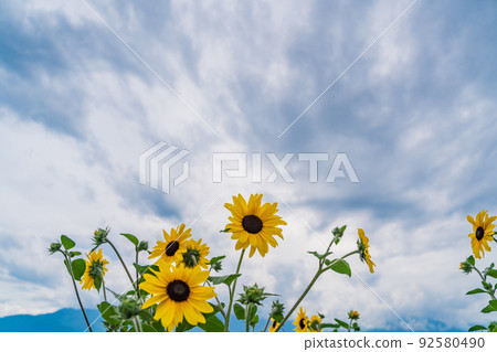  [Yamanashi Prefecture] Sunflower field in Akeno 92580490