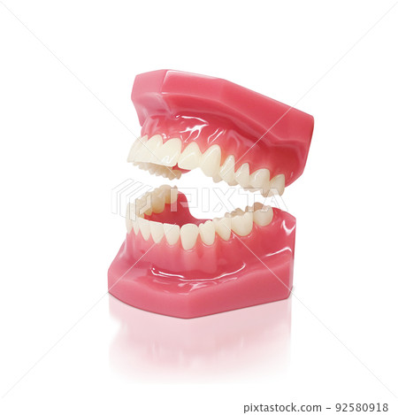 Tooth model Tooth model Illustration Real 92580918
