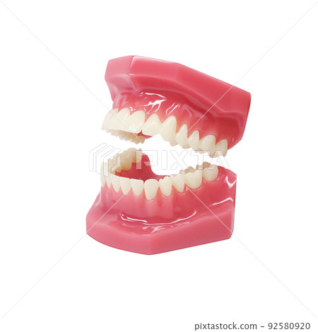 牙齒模型 牙齒模型 插圖 真實 92580920