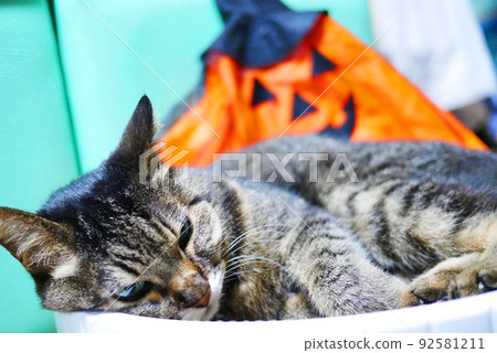 Haunted cats and halloween Haunted cats and halloween 92581211