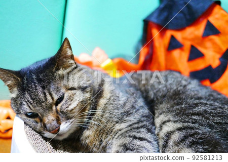 Haunted cats and halloween 92581213