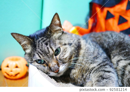 Haunted cats and halloween Haunted cats and halloween 92581214