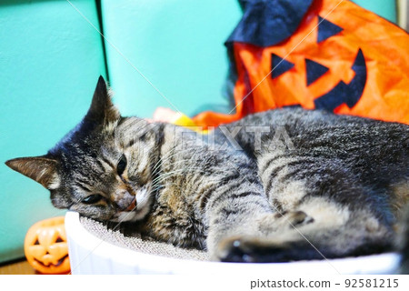 Haunted cats and halloween Haunted cats and halloween 92581215