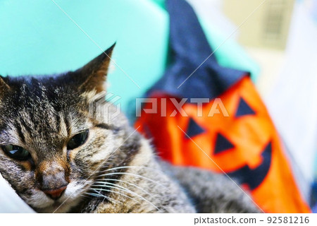 Haunted cats and halloween 92581216