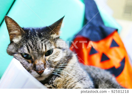 Haunted cats and halloween 92581218