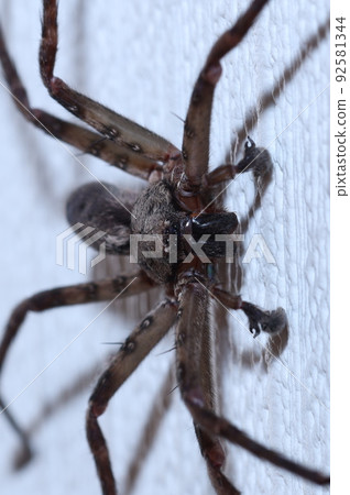 蟑螂殺手獵人蜘蛛 蟑螂殺手獵人蜘蛛 92581344